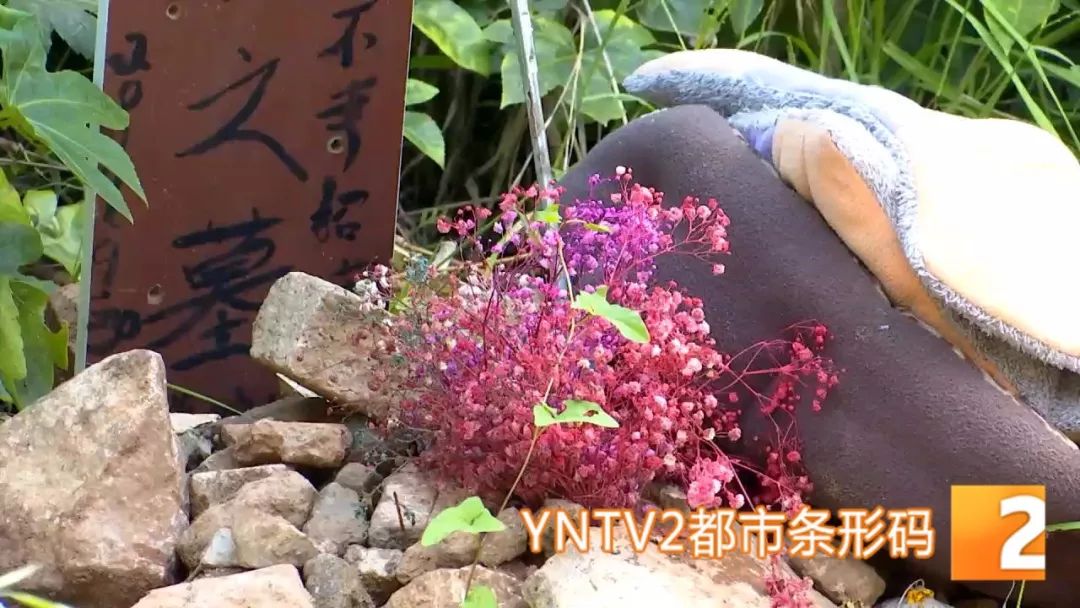 昆明一小区绿化带变宠物墓地 业内人士建议最